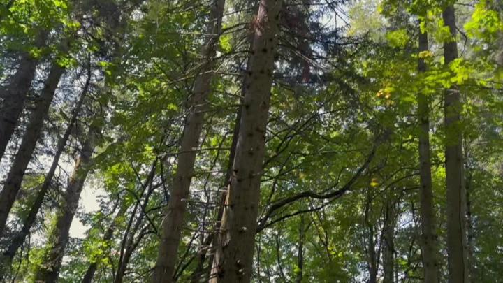 tall trees 